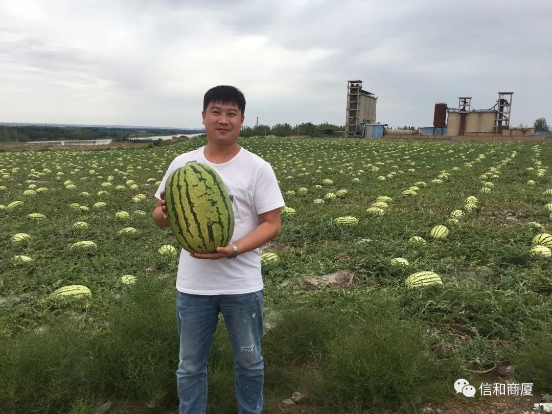 信和商厦——【硒砂西瓜】信和人走进中卫硒砂西瓜原产地