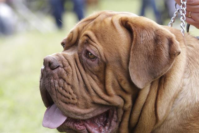 波尔多犬别名法国獒,波尔多斗牛犬,曾用于诱兽和斗犬.