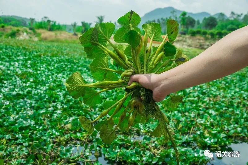 迎来了采摘菱角的季节 满目的绿意被四周的山峰环绕 空气和环境都超级