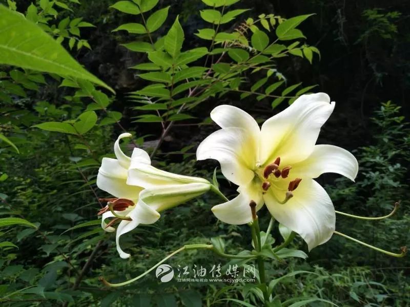 江油这里不是百合花基地,却遍地盛开娇滴滴的百合花!