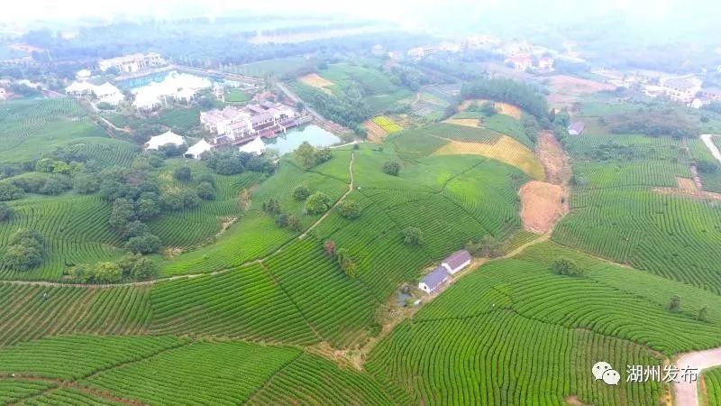 习近平总书记对湖州安吉黄杜村农民党员向贫困地区捐赠白茶苗作出重要