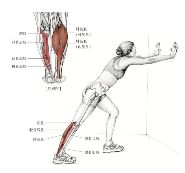图片来自后浪《酸痛拉筋解剖书》