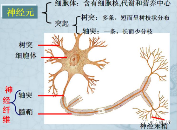 许多神经纤维聚集成束,外面包着由结缔组成的膜,就成为一条神经 1 骨