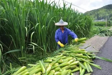 为解决销售难题,我们从浙江余姚引进优质茭白品种,与邮政部门合作