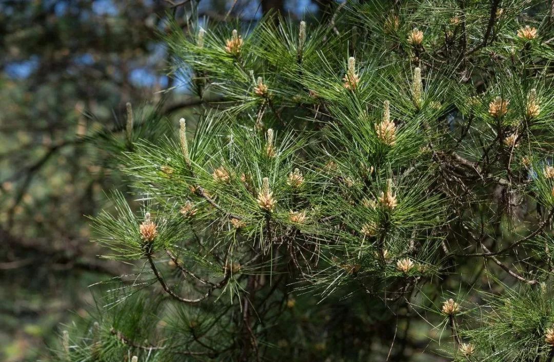 花粉之王破壁松花粉的5大作用