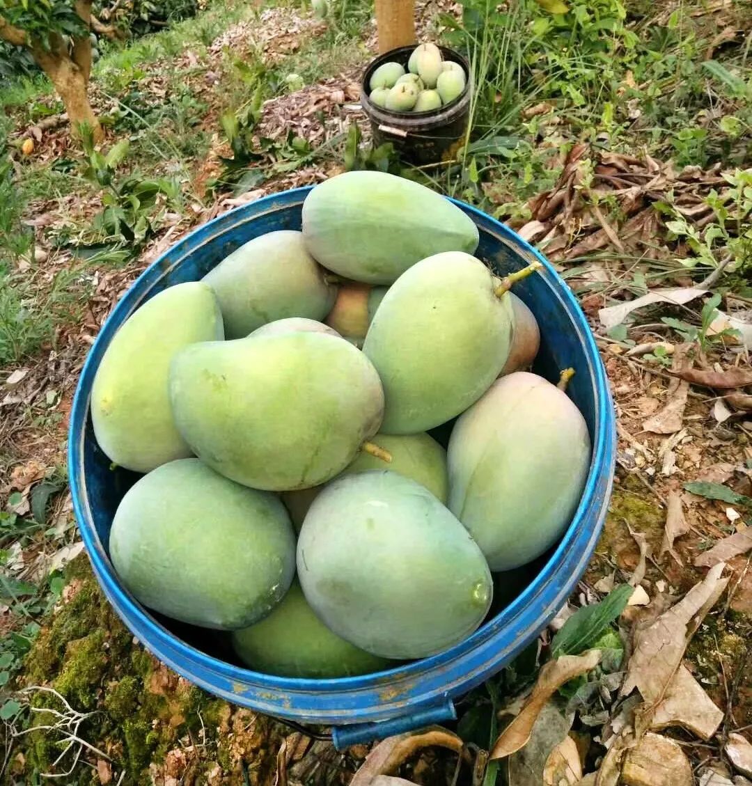 芒果季| 林佳同款,抗过敏!基地直供,全国包邮.再芒也要尝一尝