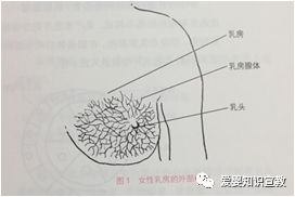 母乳生成的原理_二、 原理   活体生物荧光成像技术是指在小的哺乳动物体内利用报告基因-荧