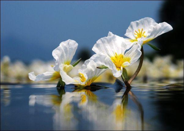 每年七月初正是泸沽湖"水性扬花"-海菜花开之时, 画面