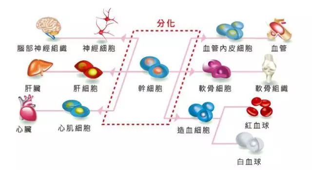 血清疗法的原理是什么意思_血清高是什么原因(2)