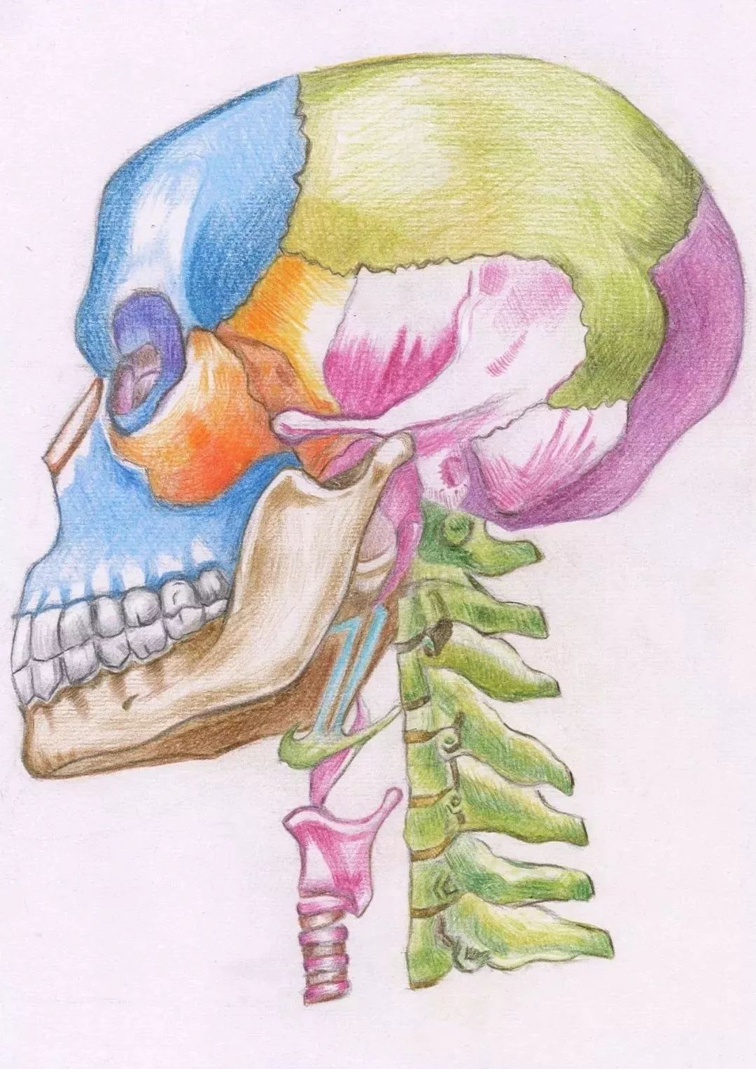 施冬雨 药学一班《bones》心脏内的微血管美如彼岸花,不良的生活方式