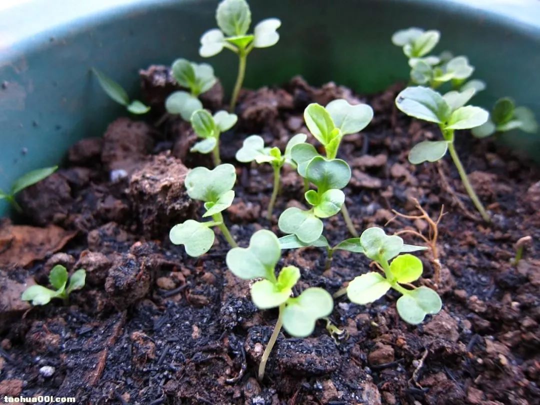 阳台青菜菜心芥兰成长记焦急的等待之后是收获的喜悦