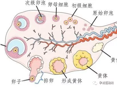 想怀孕,卵泡发育不良怎么办?还有解决的办法吗?