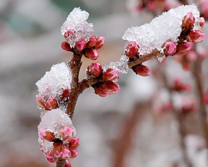 谁说梅花没有泪动态曲谱_谁说梅花没有泪图片