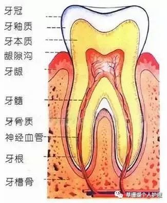 牙齿示意图