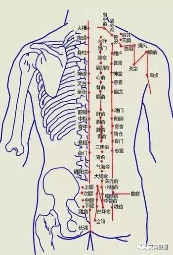 督脉两侧是膀胱经,膀胱经上有许多穴位,如背俞穴,心俞穴,肝俞穴,肾俞