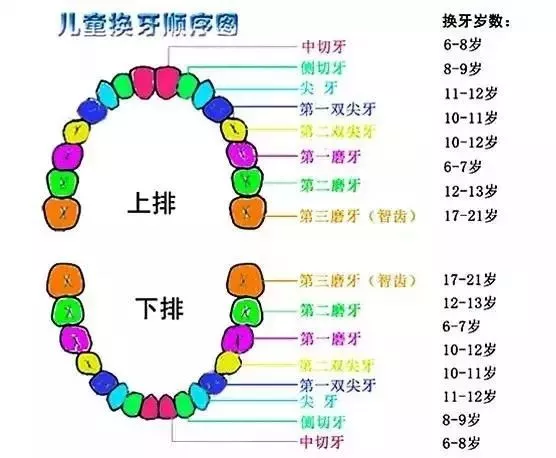 保证乳牙的洁净,还利于长出整齐恒牙