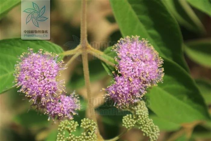 裸花紫珠,图片来自ppbc中国植物图像库