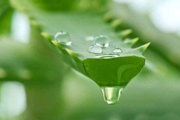 Revitalize Your Skin with Aloe Vera: Delicious and Healing Recipes