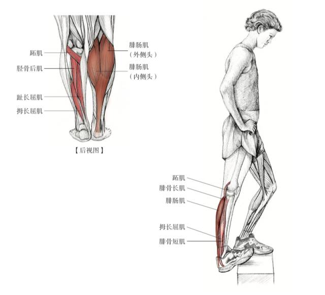 胫骨内侧疼痛综合征(胫骨疼痛,小腿疼痛),脚踝扭伤,胫骨后肌肌腱炎