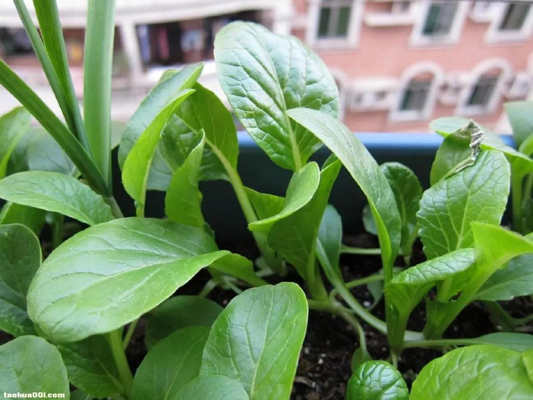 阳台青菜,菜心,芥兰成长记,焦急的等待之后是收获的喜悦