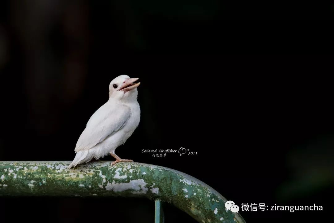 最近几天,新加坡一只白化的白领翡翠幼鸟成了