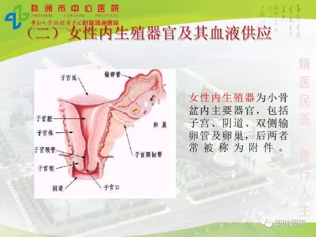 正常女性盆腔超声解剖和标准切面