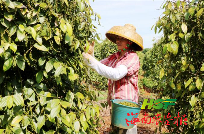 3万亩,成为全国最大的胡椒生产基地,种植户扩大到2800多户,年产胡椒