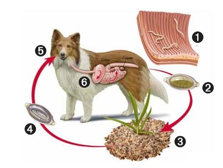 犬舍饲养过程中常见的寄生虫主要以肠道寄生虫为主