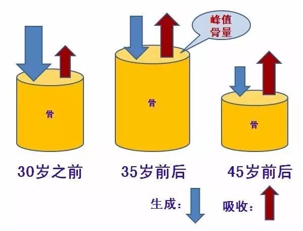 (2)青年期与中年期:从20～40岁,骨骼生长处于相对平衡,骨量也处于峰值