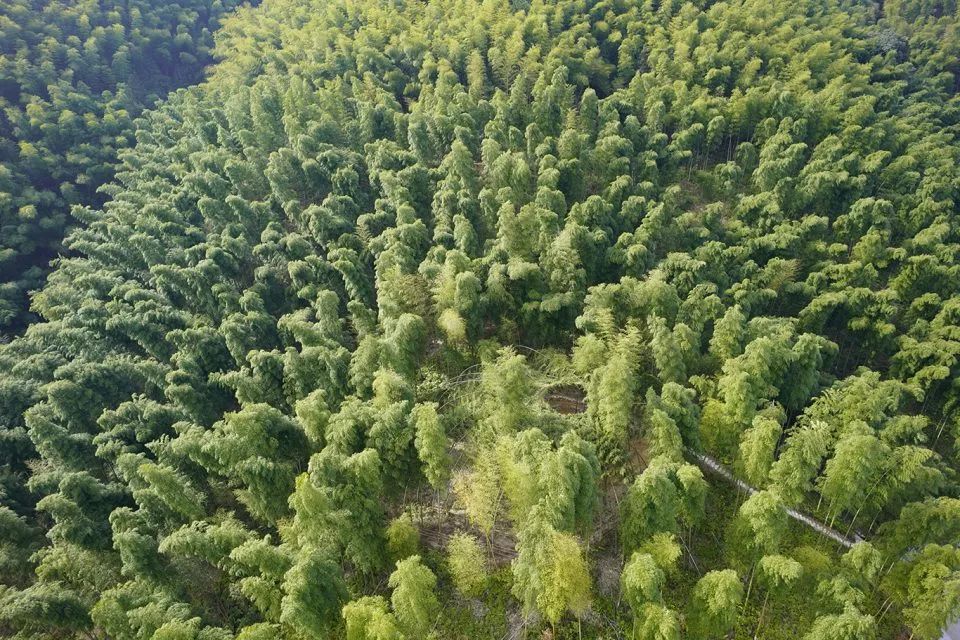 ▼鸟瞰竹林剧场08韩丹松阳县的很多古村落都生长着漫山遍野的毛竹林