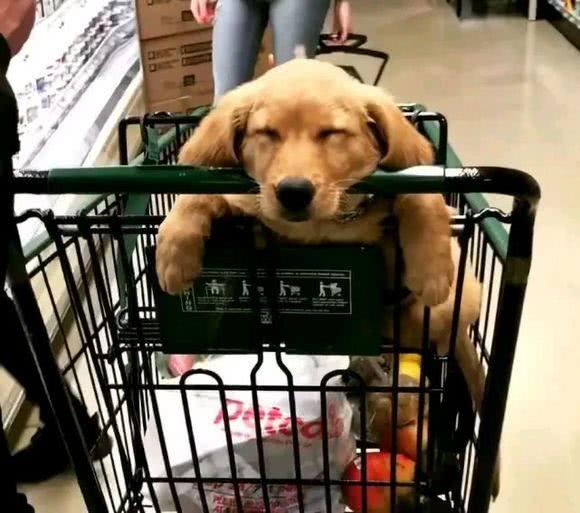 女主逛超市竟把金毛累趴了,金毛:这女人战斗力太强,累成狗