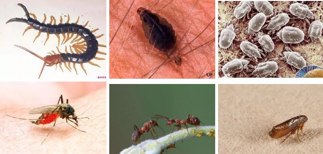 虫咬皮炎指螨虫,蚊,臭虫,跳蚤,蜂等昆虫将口器刺入皮肤吸血,或将汁