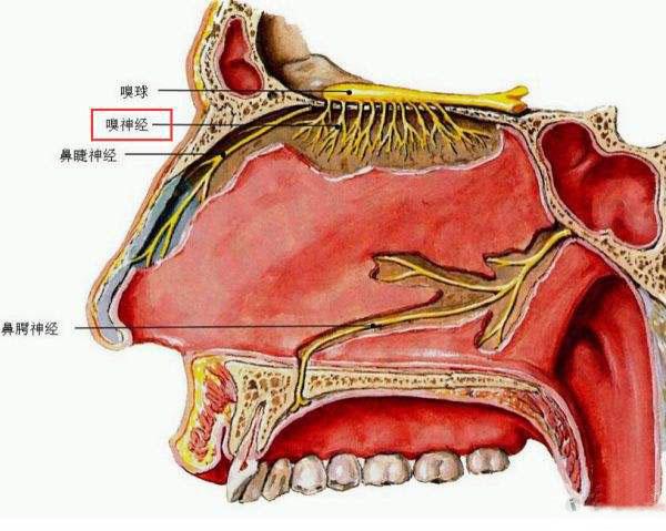 首大吴园丁长期鼻腔干燥证明你的鼻粘膜出了问题