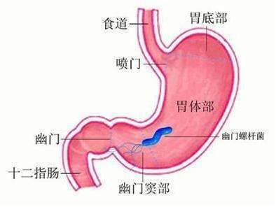 胃的原理是什么_胃左边是什么器官(3)