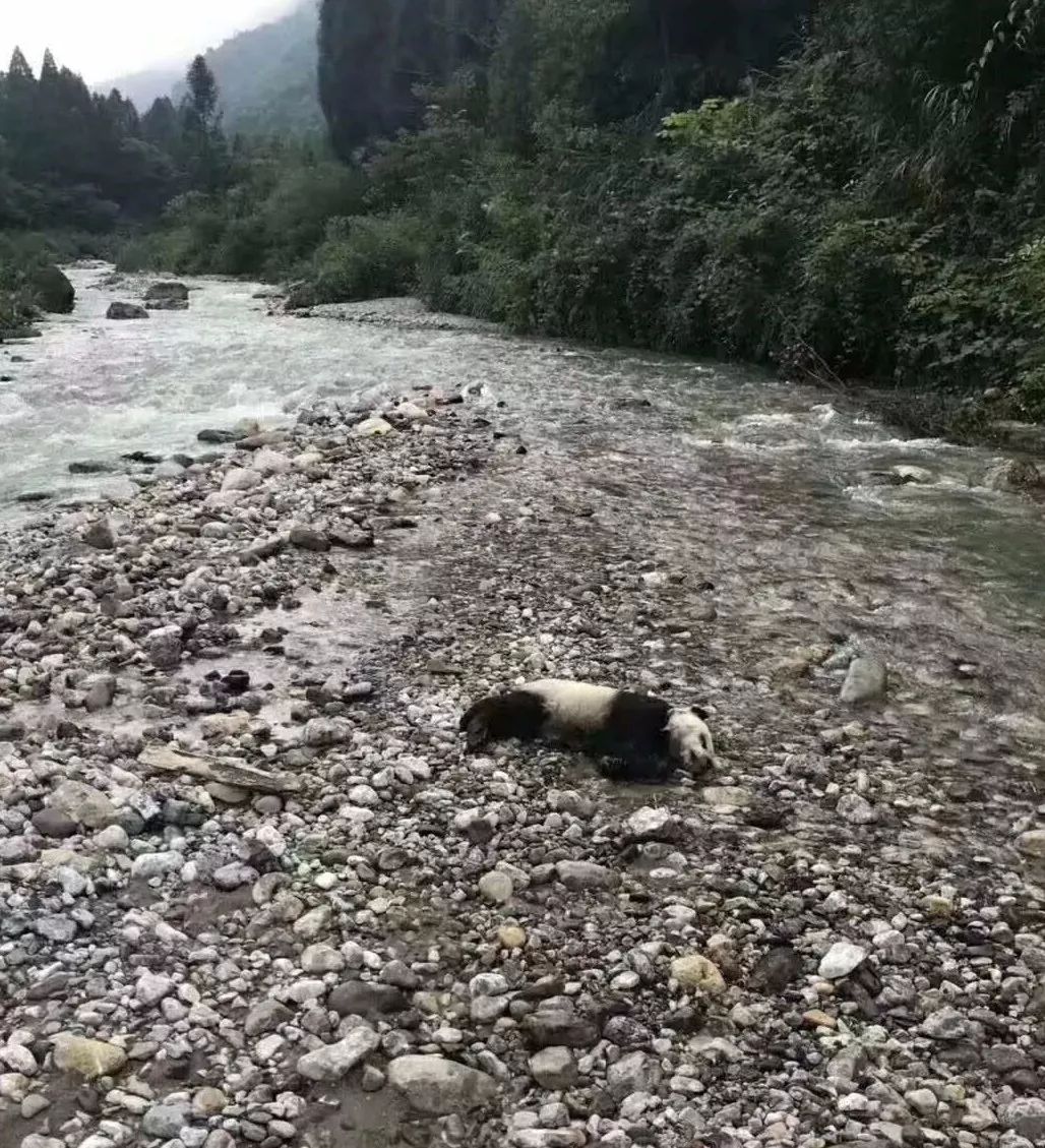 四川黑水河山洪暴发,半岁大熊猫溺水死亡!胃里还有奶