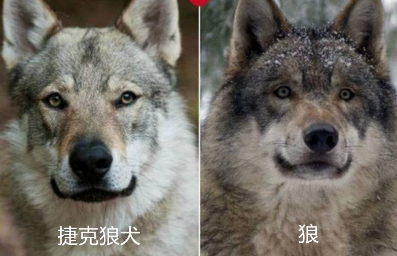 捷克狼犬是由喀尔巴阡山脉狄莫拜狼和德国牧羊犬杂交培育而成,在体型