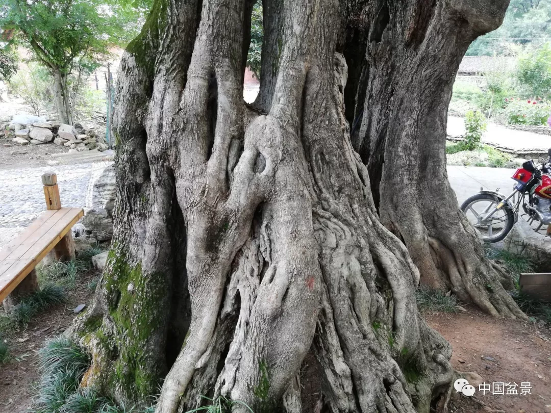 要知道在我根部的阳刚之美中,也能品出一种曲折,细腻,婉转,平静的和谐