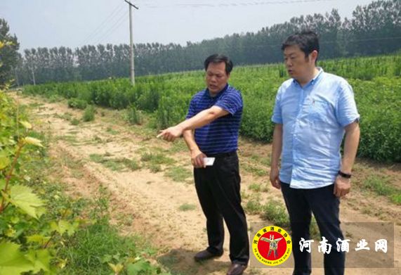 民权县副县长孟祥亮调研冷谷红葡萄种植基地