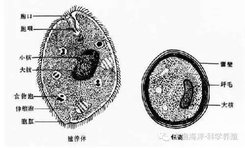 纤毛虫钟形虫鲤斜管虫斜管虫寄生斜管虫小瓜虫头槽绦虫双体虫三代虫