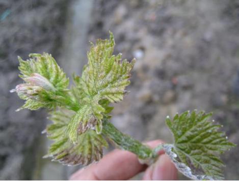 其它 正文  杀菌剂药害——咪鲜胺(3) 咪鲜胺芒果药害 咪鲜胺:对象牙