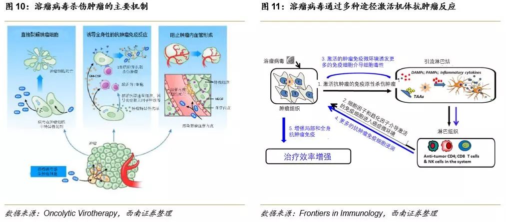 西南医药朱国广创新药系列报告三溶瘤病毒篇