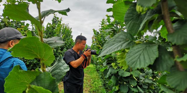 走访永吉县北大湖镇草庙子村千亩平欧大果榛子示范基地,永吉县口前镇