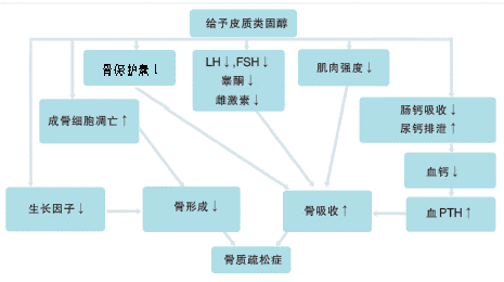 类骨质怎么看