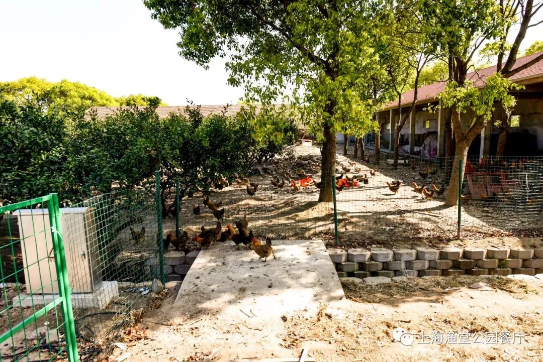 (活鱼采购实拍) 渔堂长兴岛生态农场都是采用橘园散养模式养殖鸡,鸭