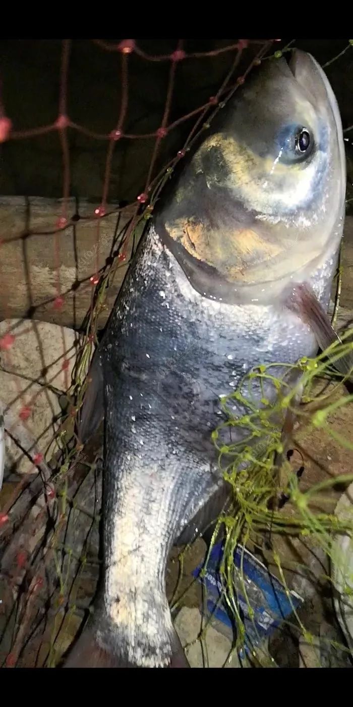 夜钓平龙水库 没想到的是我竟然解锁了新鱼种