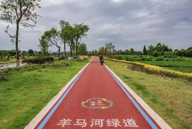 这个时候河堤边的花开的正好 是新津人最爱逛的地方之一 羊马河绿道