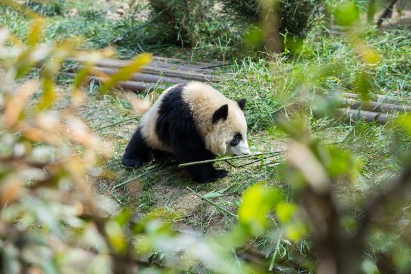 半岛官网App下载_成都最受欢迎的旅游景区，门票58元，游客必打卡(图5)