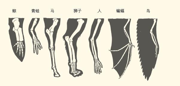 脊椎动物前肢同源构造对比图