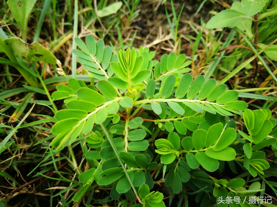 夏日,乡村随处可见的关门草,生命力顽强还有入药功效,您可认识