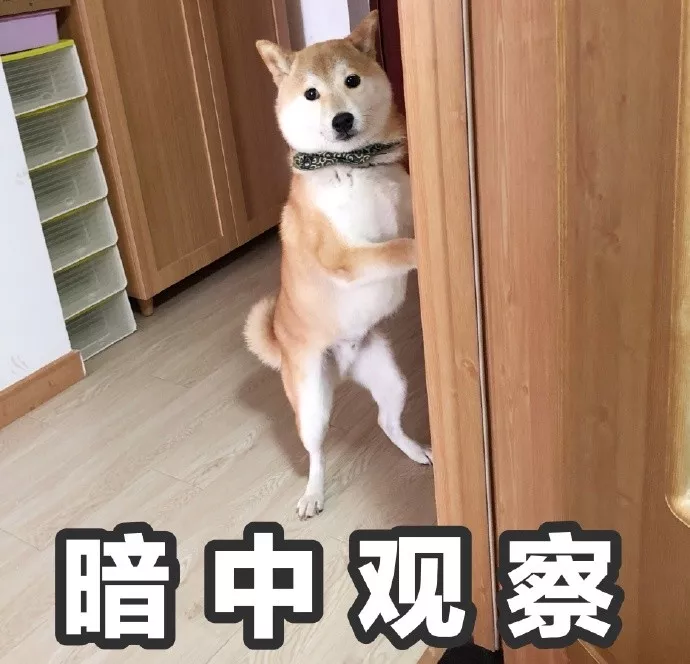 表情包|一只叫做芋圆的魔性柴犬